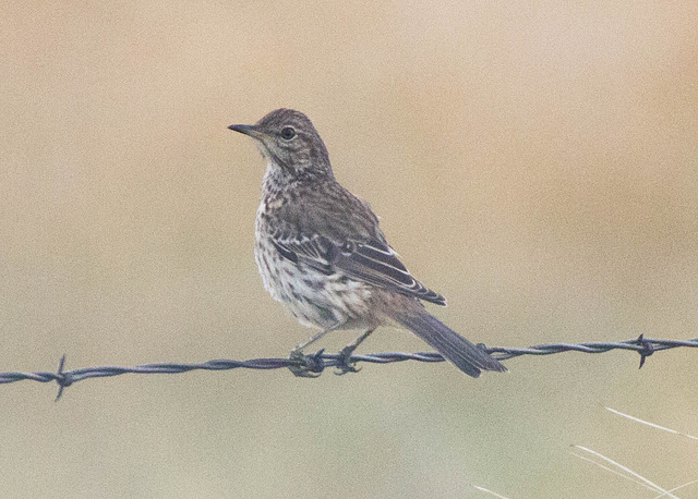 Sage Thrasher