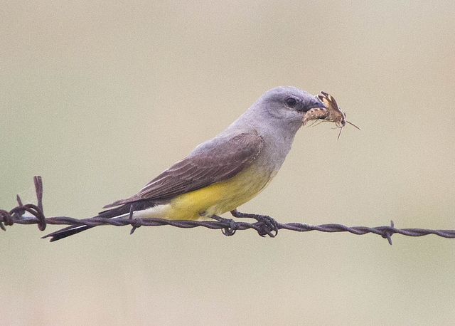 Western Kingbird