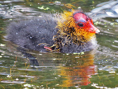 clissold park duckling, hackney, london