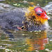 clissold park duckling, hackney, london