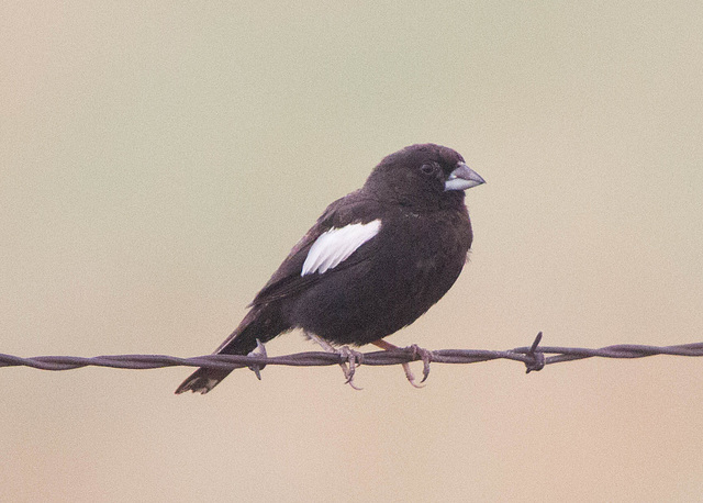 Lark Bunting