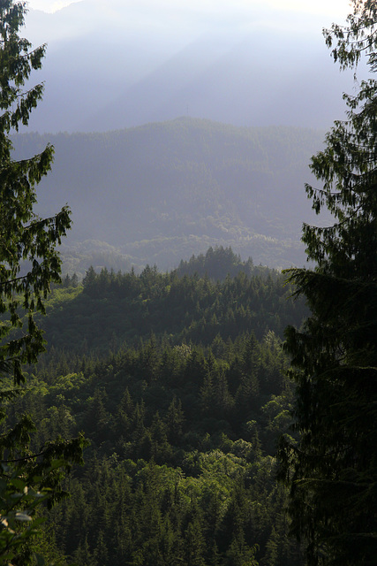 Early Morning View from the Trail