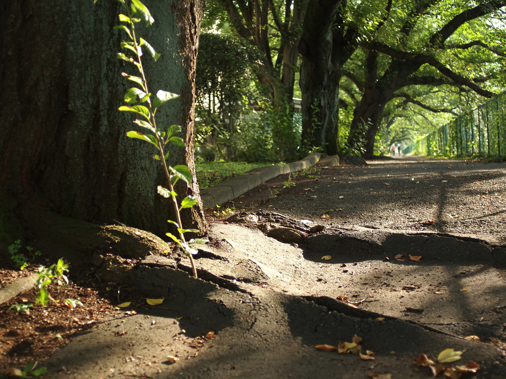 Walkway along a stream