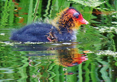 clissold park duckling, hackney, london