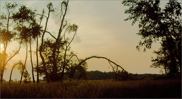 Trees by the Road