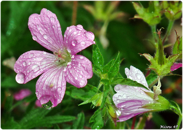 MON JARDIN