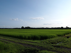 Paddy field_Three-month-old rice plants