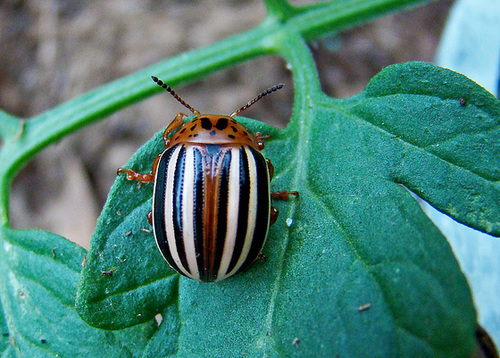 False Potato Beetle