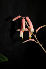 Aloe jucunda
