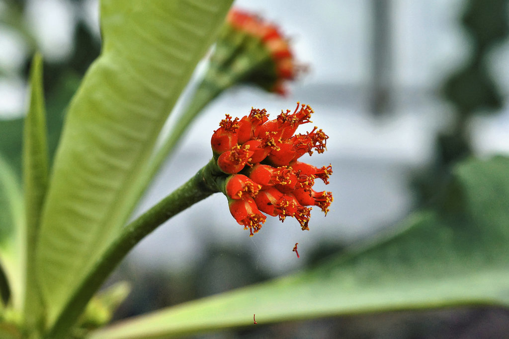 On a Spurge – Botanical Garden, Montréal, Québec