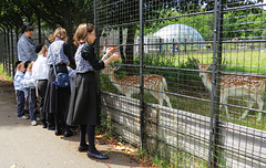 jewish family feeding clissold park deer, stoke newington, london