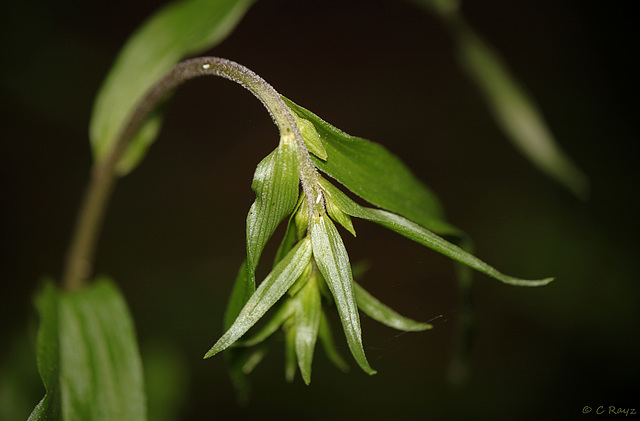 Helleborine sp