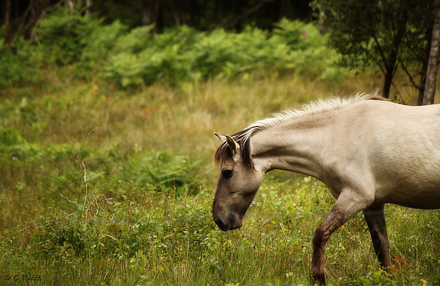 Konik Ponies @ Brede High Wood