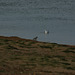 Grey Plover