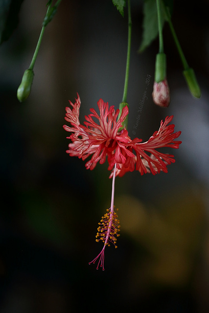 Hibiskusblüte (Wilhelma)