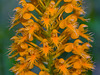 Platanthera chapmanii (Chapman's Fringed orchid)