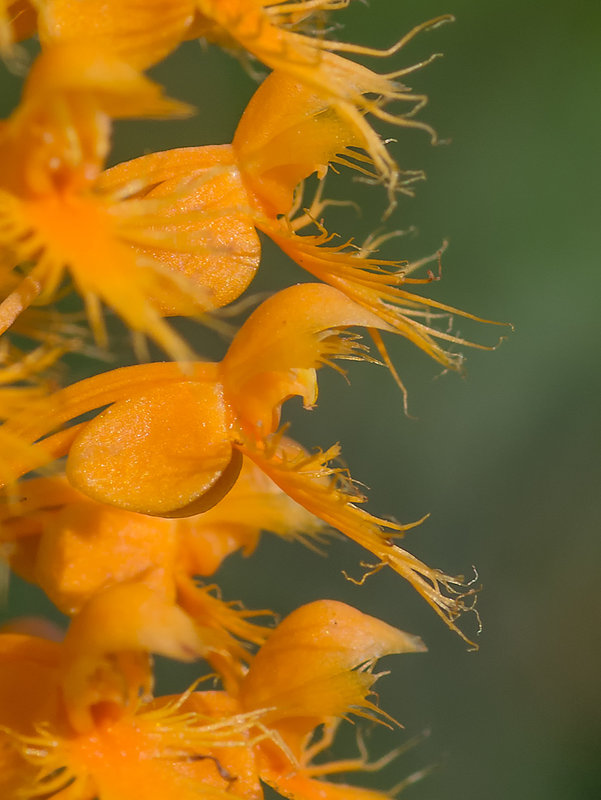 Platanthera chapmanii (Chapman's Fringed orchid)