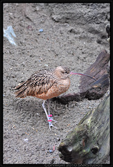 Spotted Curlew at the Seattle Aquarium