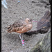 Spotted Curlew at the Seattle Aquarium