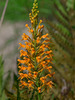 Platanthera chapmanii (Chapman's Fringed orchid)