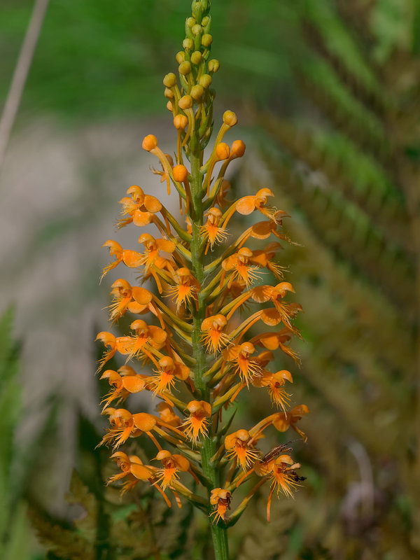 Platanthera chapmanii (Chapman's Fringed orchid)