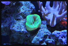 Likely a trumpet or candy cane coral