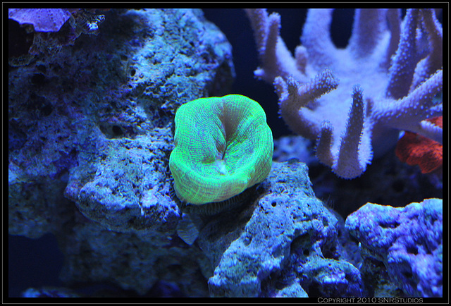 Likely a trumpet or candy cane coral