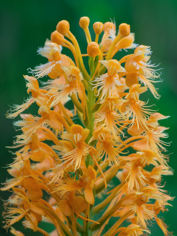 Platanthera chapmanii (Chapman's Fringed orchid)