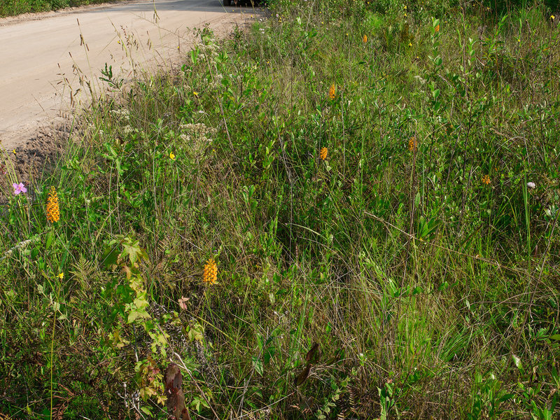 Platanthera chapmanii (Chapman's Fringed orchid)