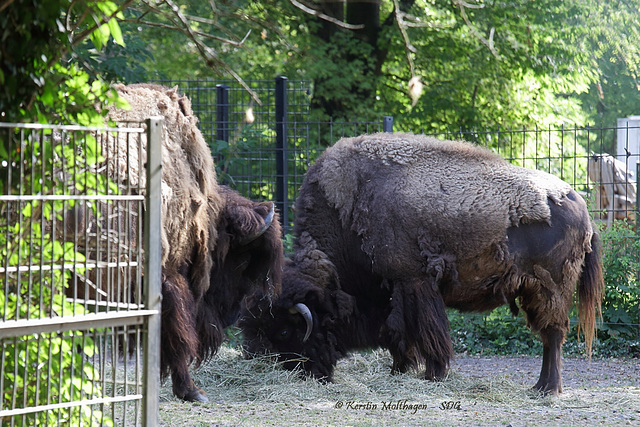 Bisons (Wilhelma)