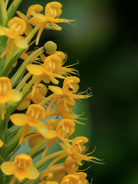 Platanthera cristata (Crested Fringed orchid)