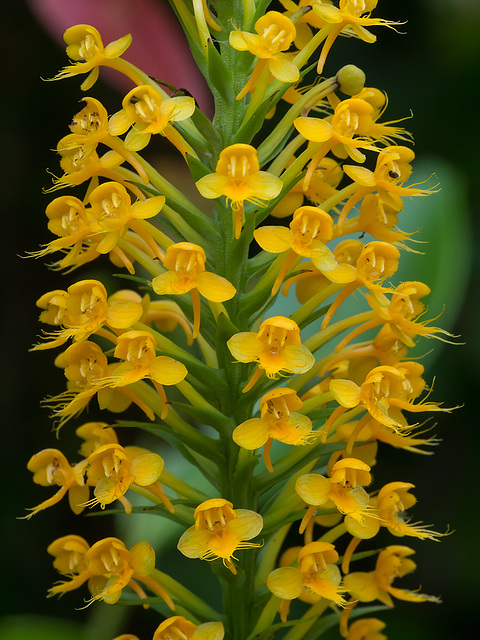 Platanthera cristata (Crested Fringed orchid)