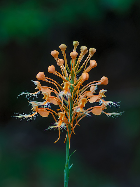 Platanthera ciliaris (Yellow Fringed orchid)