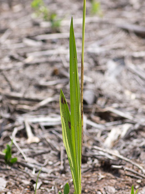 Pteroglossaspis ecristata (Spiked Medusa or Crestless Plume orchid)