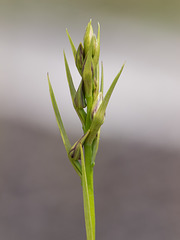Pteroglossaspis ecristata (Spiked Medusa or Crestless Plume orchid)