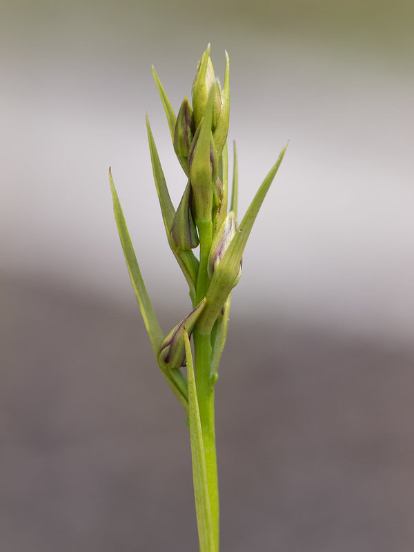 Pteroglossaspis ecristata (Spiked Medusa or Crestless Plume orchid)