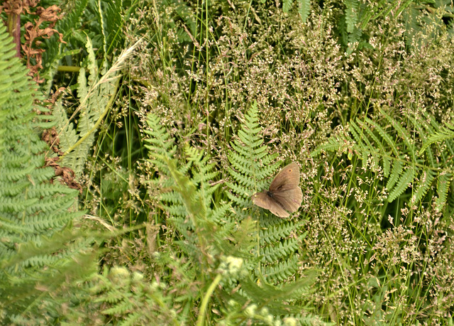 Meadow Brown Butterfly