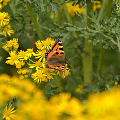 DSC 1912b Small Tortoiseshell Butterfly