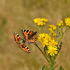 Small Tortoiseshell Butterflies