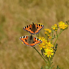 Small Tortoiseshell Butterflies