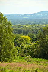 A View from Puttenham Common