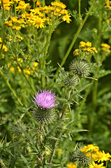 Thistle