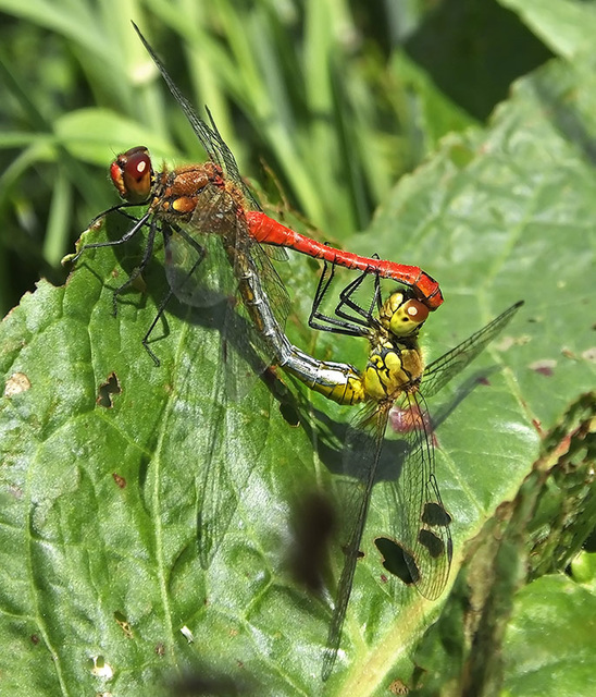 Ruddy Darters