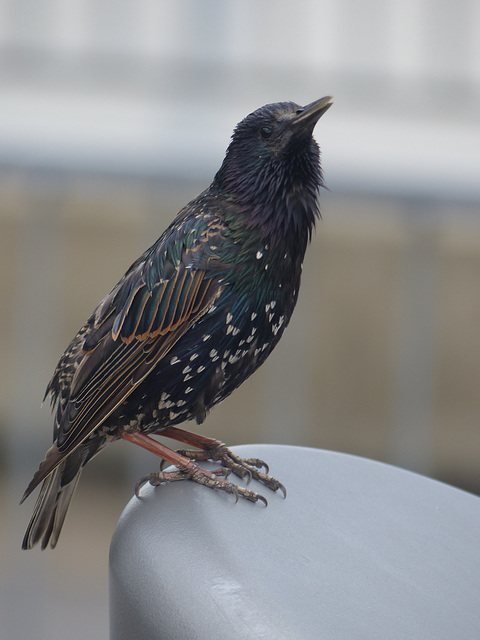 Starling - 12 July 2014