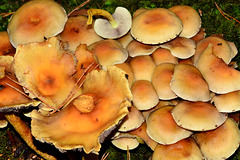 DSC 0178