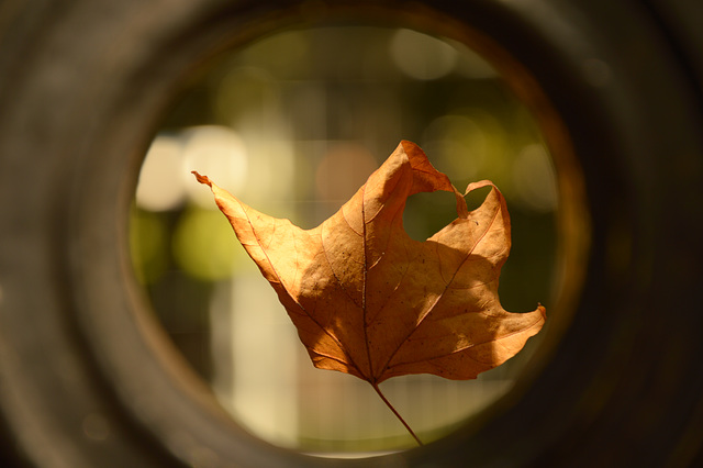 8. Herbstliches Wien