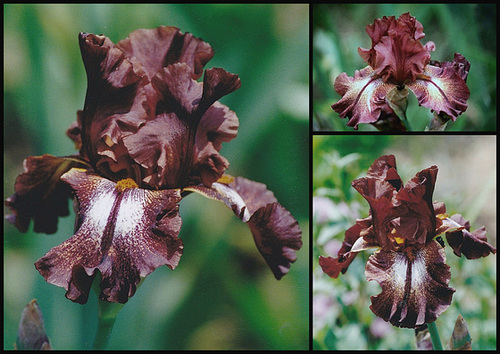 Iris Lady Fire