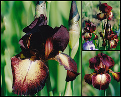 Iris Provençal