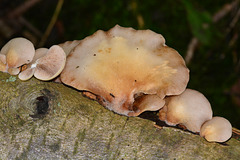 DSC 0202