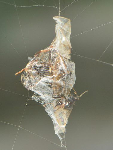 DSC 0007